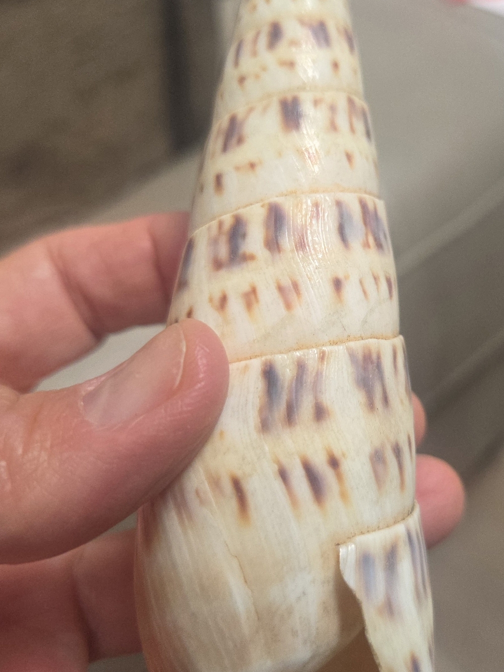 35 Assorted Natural Seashell Personal Collection - Bin R - Picture 12 of 16